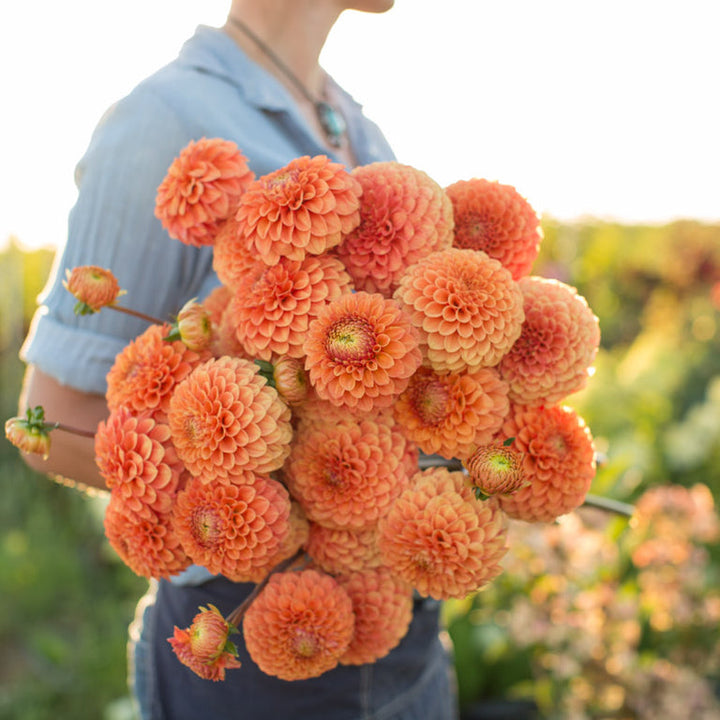 Dahlia Tuber - Camano Buz