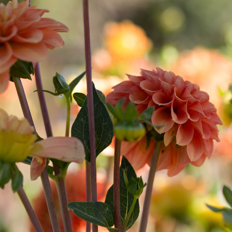 Dahlia Tuber - Camano Buz