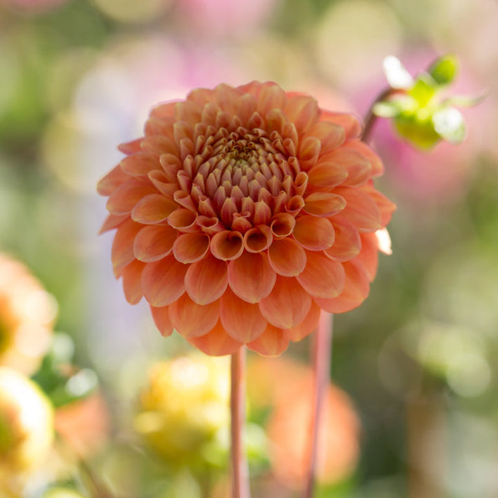 Dahlia Tuber - Camano Buz