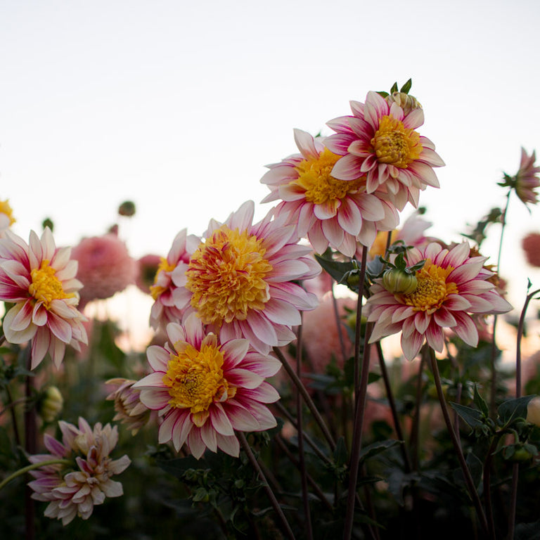 Dahlia Tuber - Polka