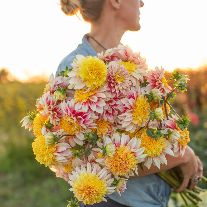 Dahlia Tuber - Polka