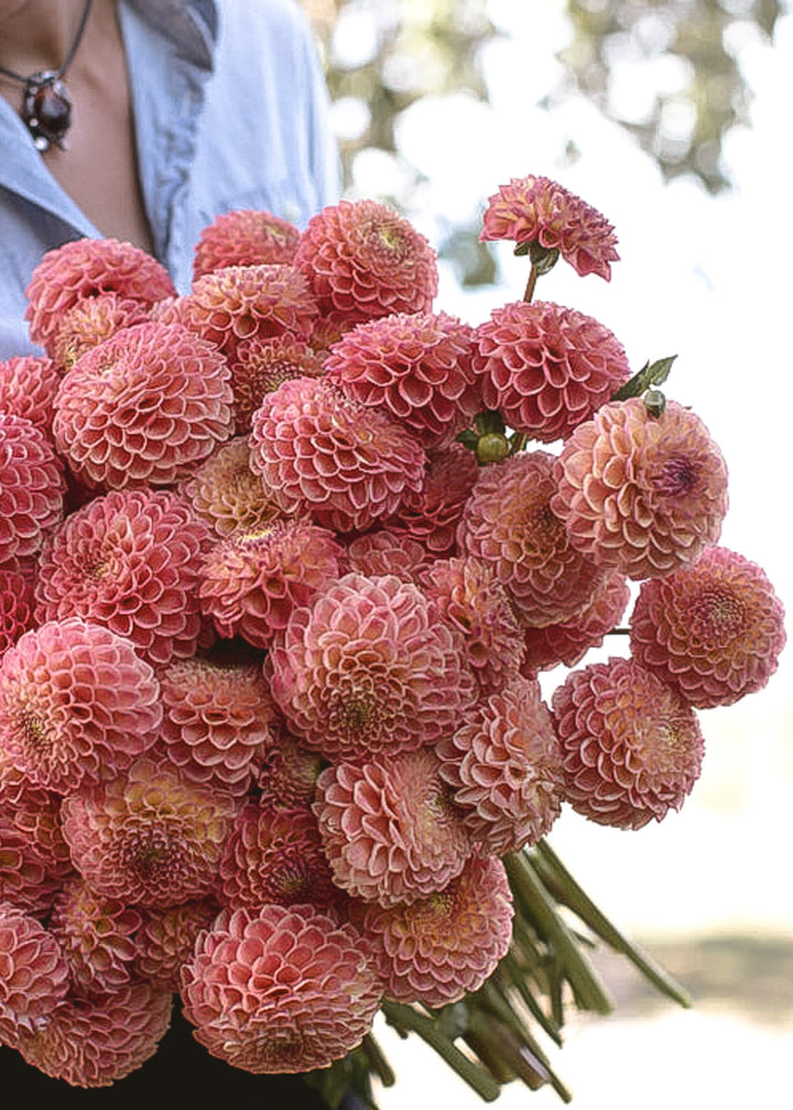 Dahlia Tuber - Snoho Dorris