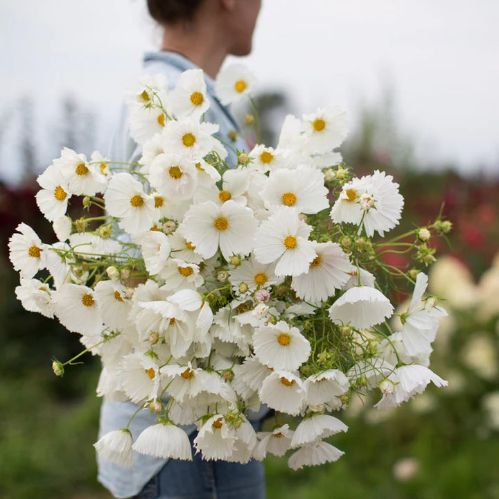 Cosmos - Cupcakes White