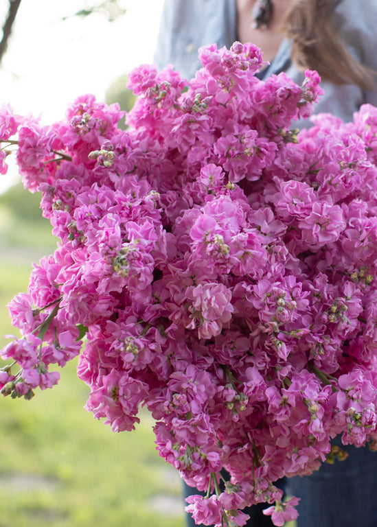 Stock ‘Katz Rose Pink’