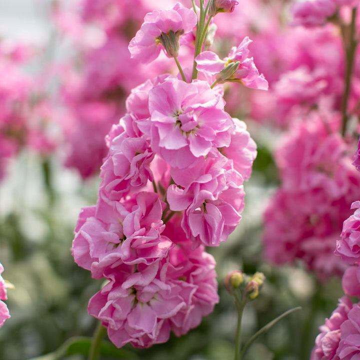 Stock ‘Katz Rose Pink’