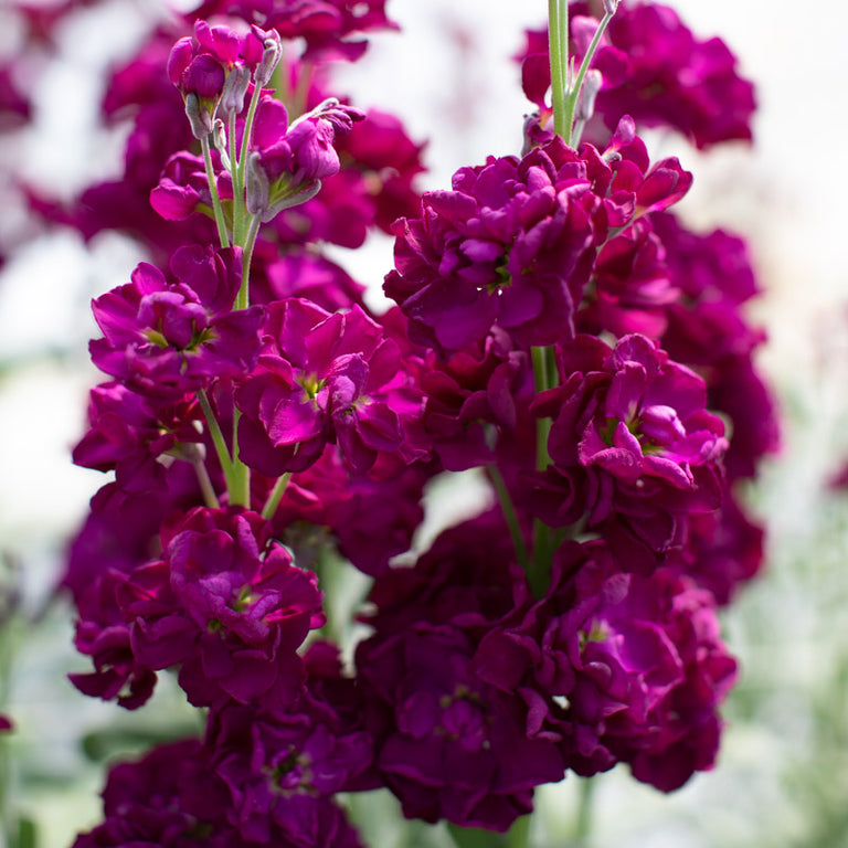 Stock ‘Katz Purple’