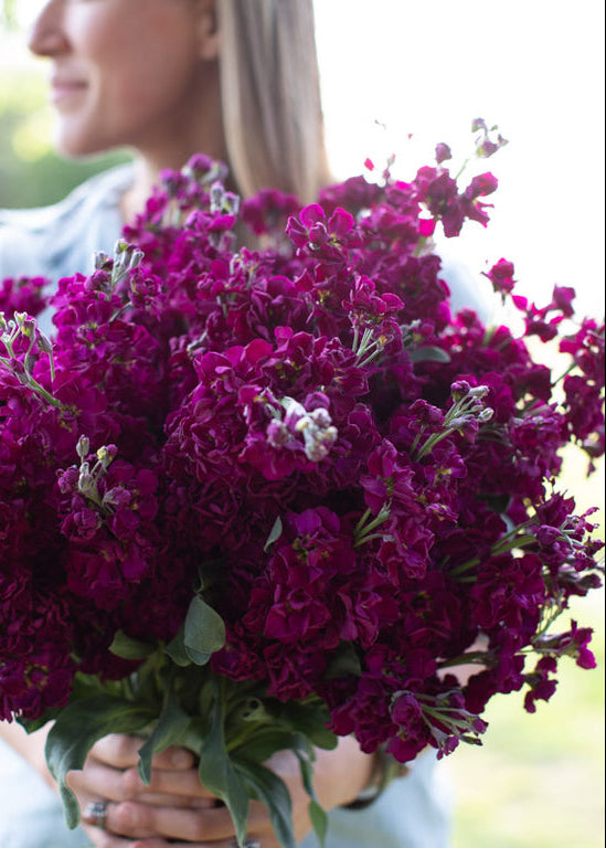 Stock ‘Katz Purple’