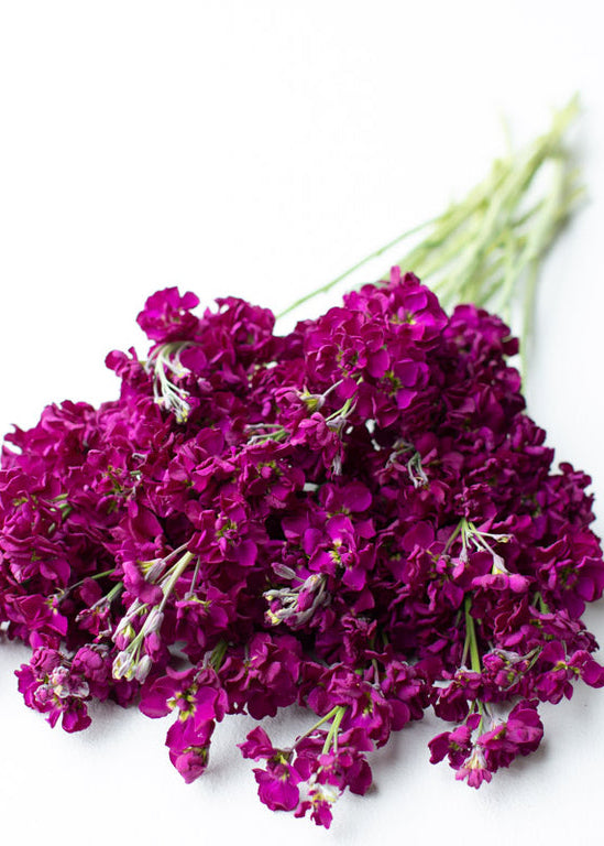 Stock ‘Katz Purple’