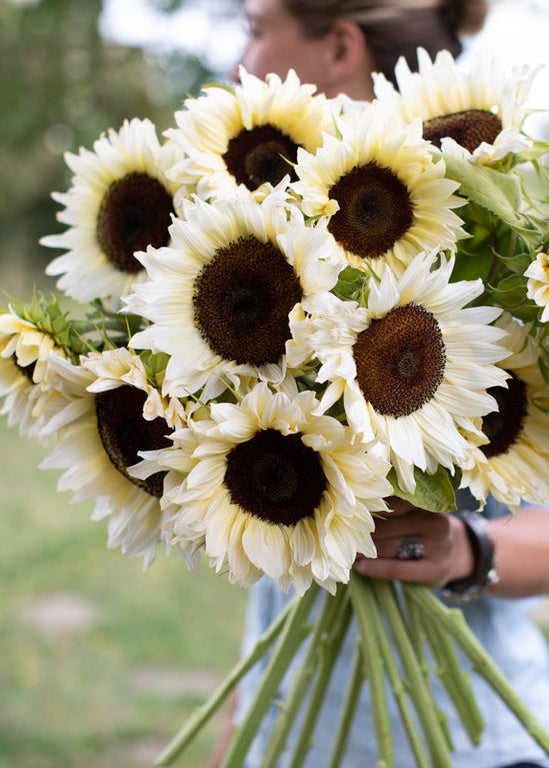 Sunflower ‘ProCut White Nite’