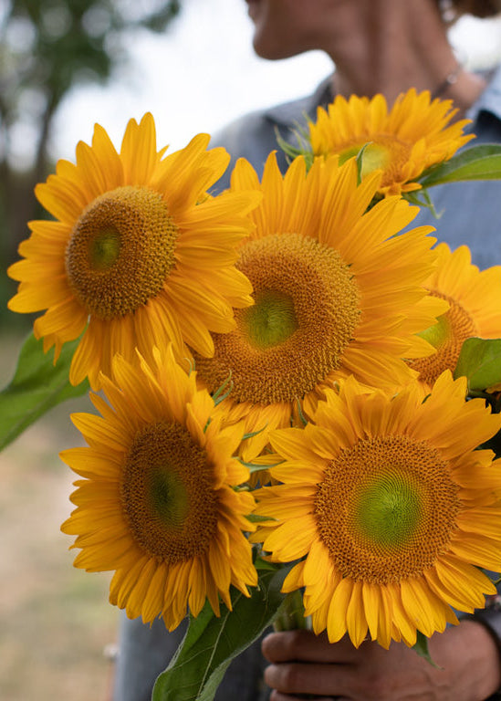 Sunflower ‘Sunrich Gold’