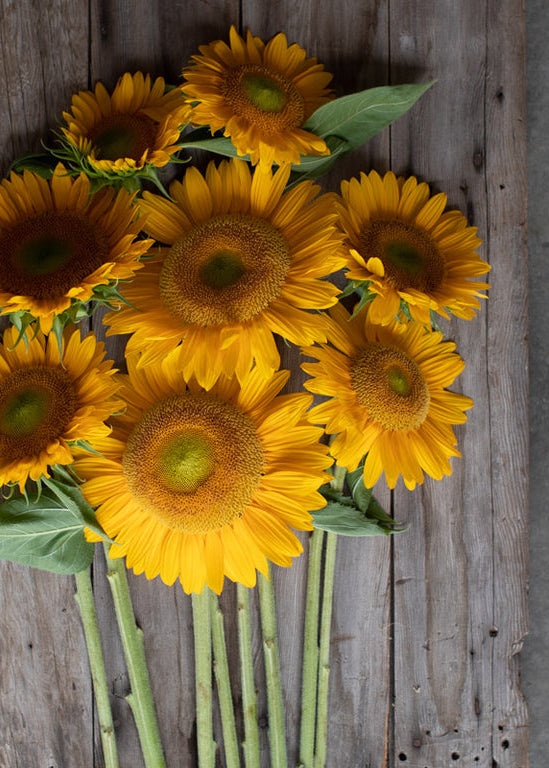 Sunflower ‘Sunrich Gold’