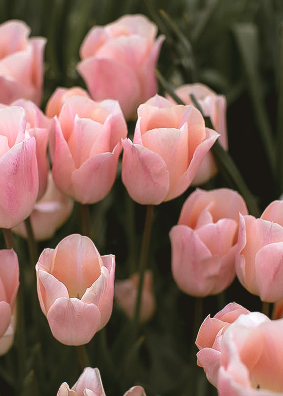 Tulip - Apricot Beauty