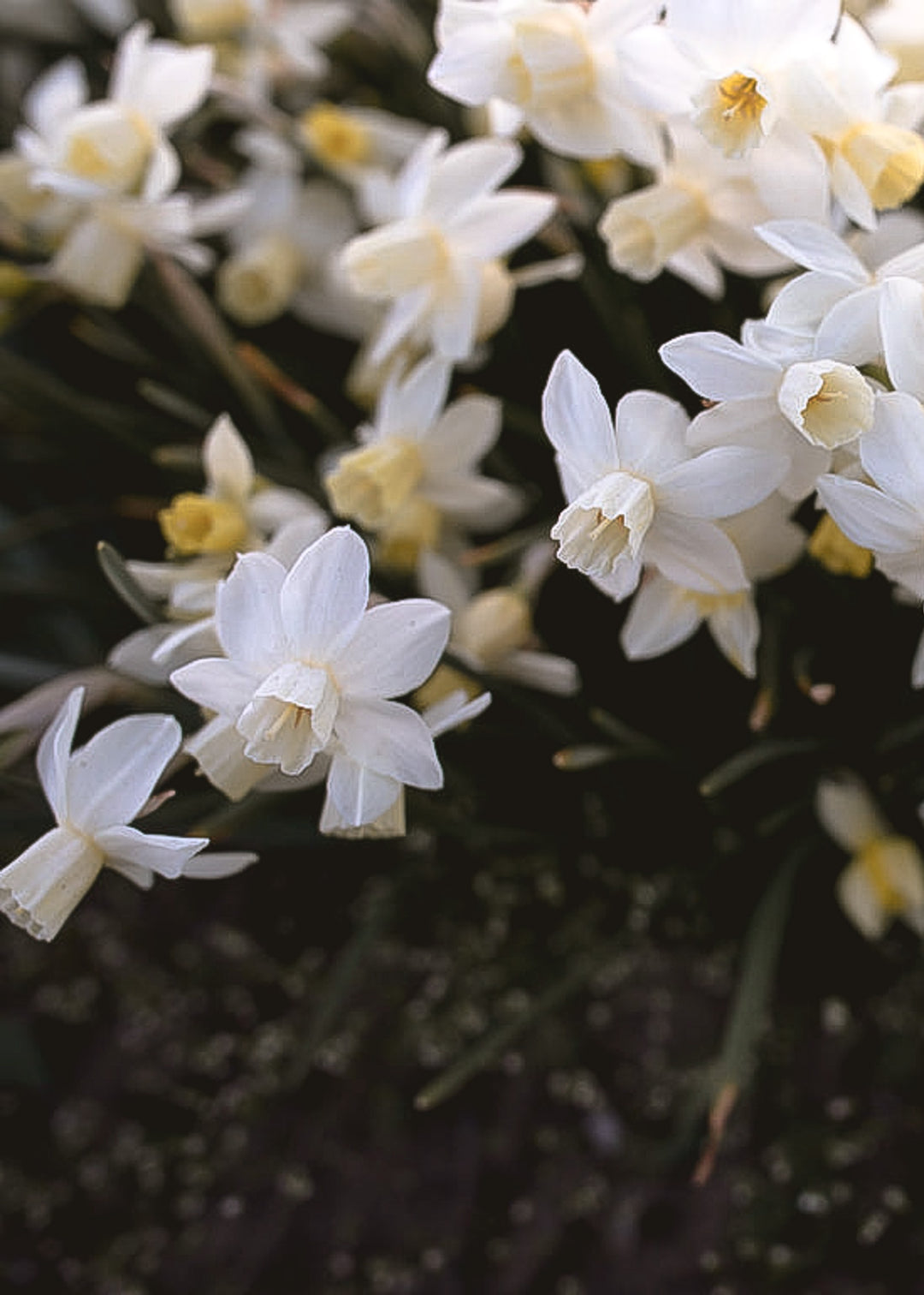 Daffodil/ Narcissus - Sailboat