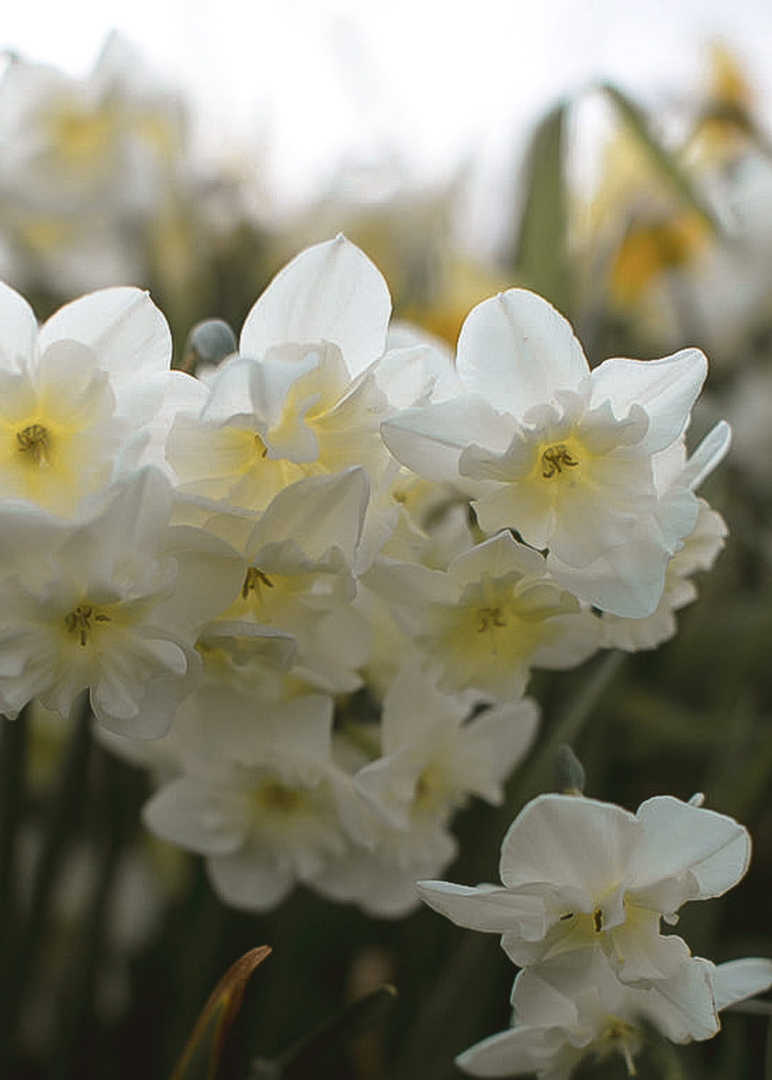 Daffodil/ Narcissus - Sailboat