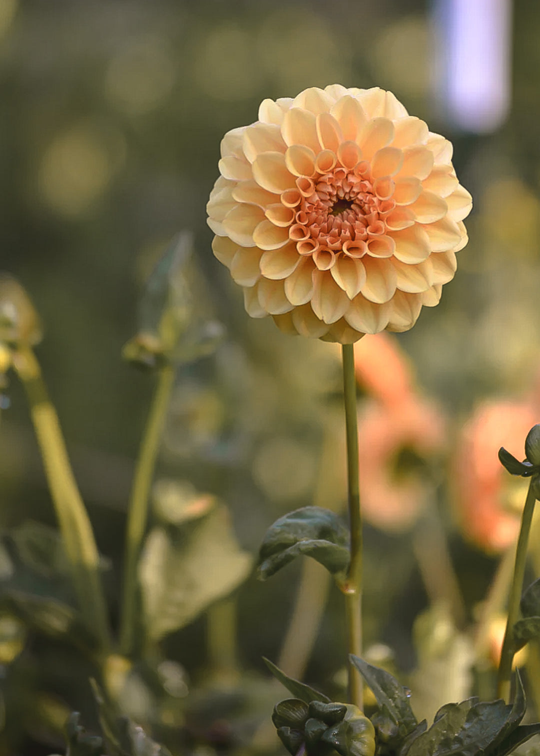 Dahlia Tuber - Ginger Snap