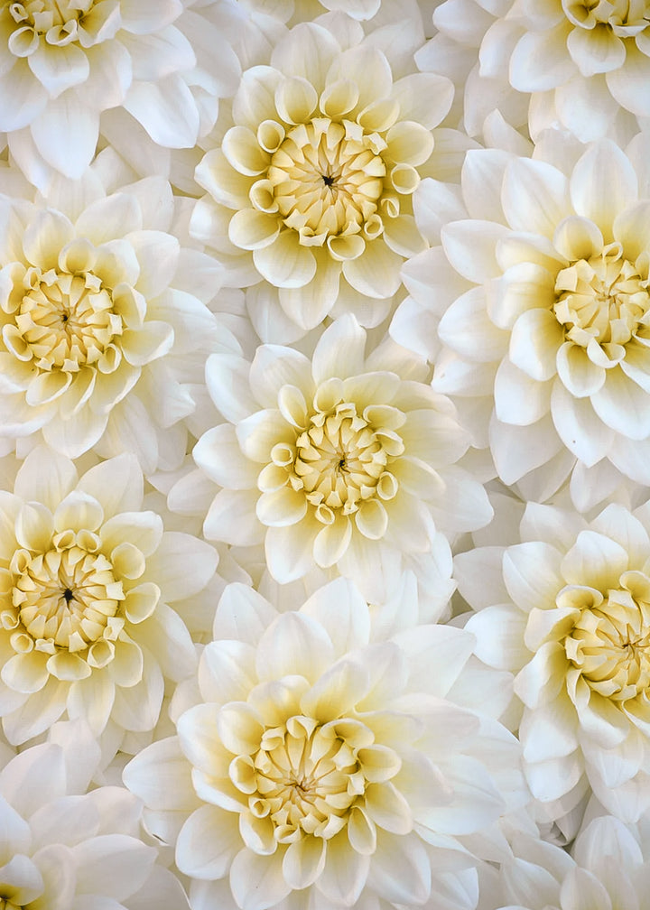 Dahlia Tuber - Bride to Be