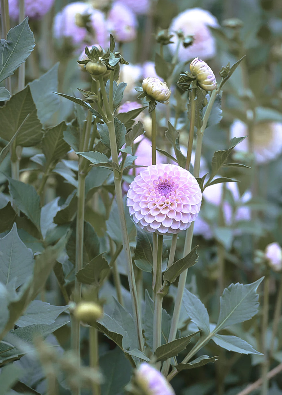 Dahlia Tuber - Snoho Sonia