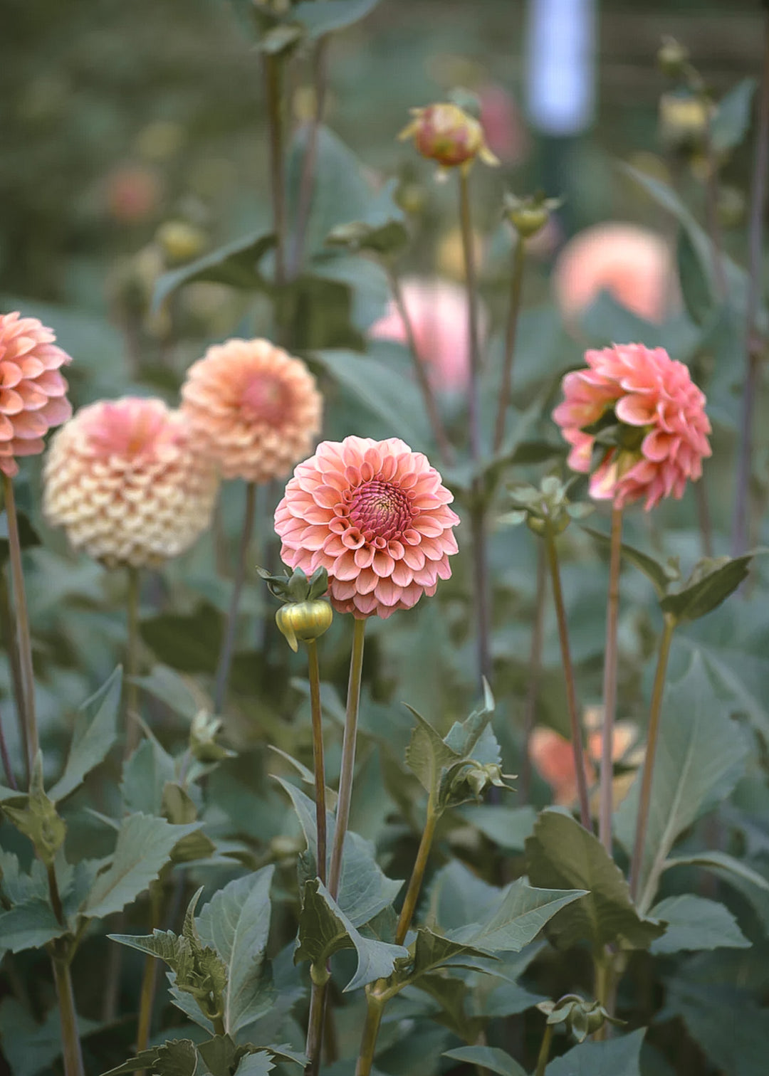 Dahlia Tuber - Snoho Dorris