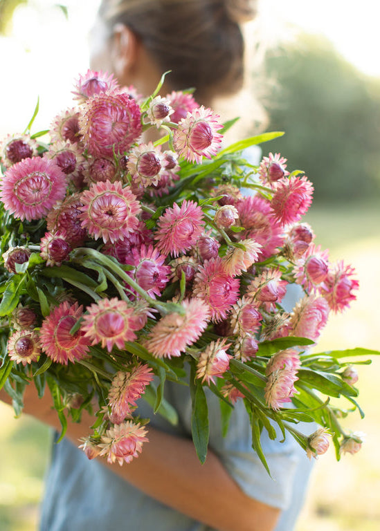 Strawflower ‘Candy Pink’