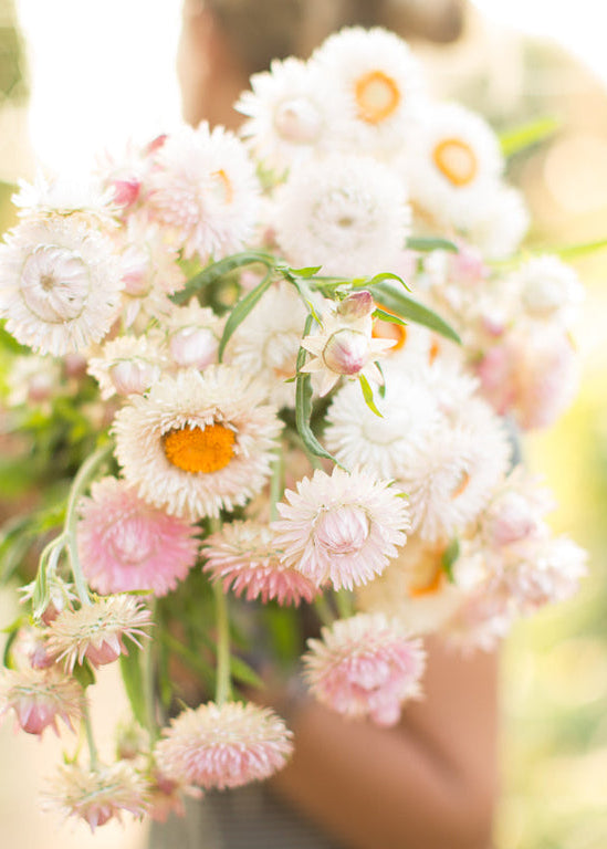 Strawflower ‘Silvery Rose’