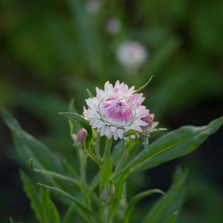 Strawflower ‘Silvery Rose’