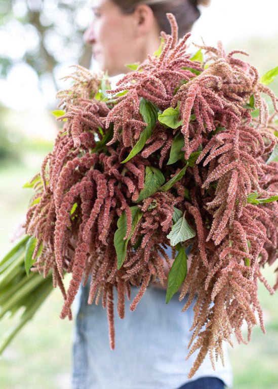 Amaranth ‘Coral Fountain’ - Clementine Home Floral Gift