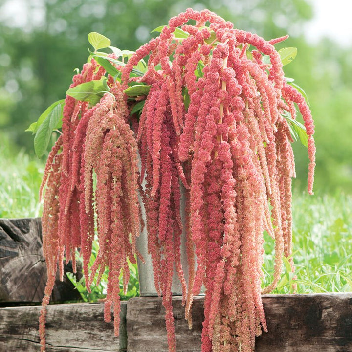 Amaranth - Coral Fountain - Clementine Home Floral Gift