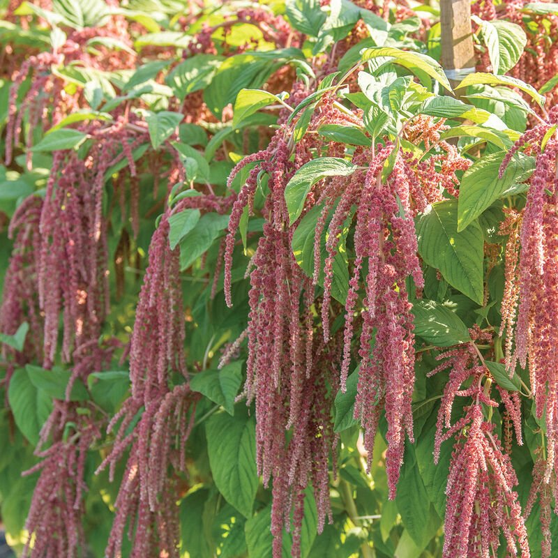 Amaranth - Coral Fountain - Clementine Home Floral Gift