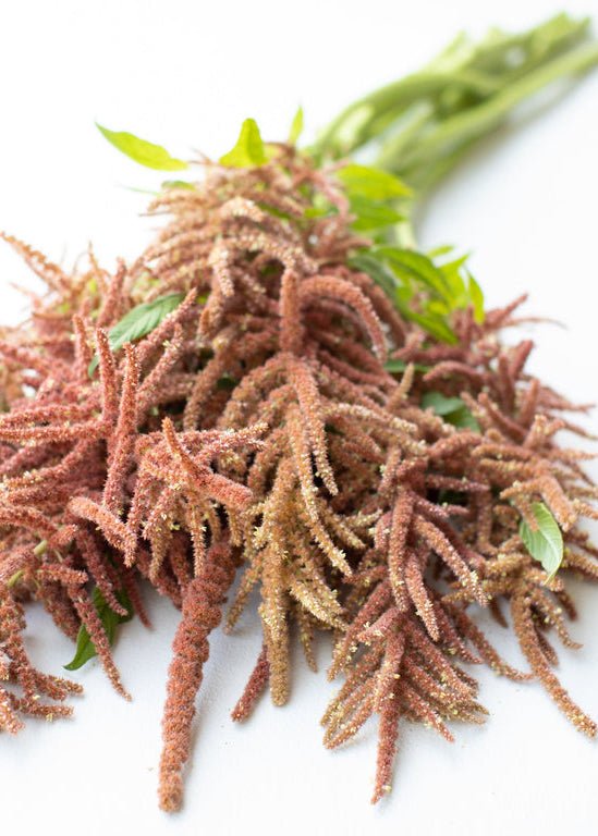 Amaranth ‘Coral Fountain’ - Clementine Home Floral Gift