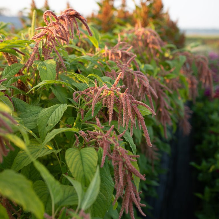 Amaranth ‘Coral Fountain’ - Clementine Home Floral Gift