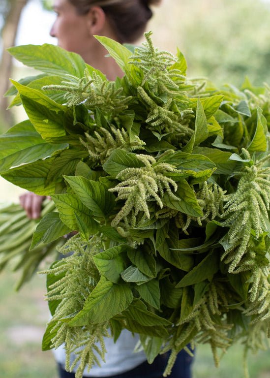 Amaranth ‘Green Tails’ - Clementine Home Floral Gift
