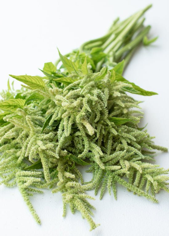 Amaranth ‘Green Tails’ - Clementine Home Floral Gift