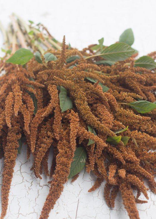 Amaranth ‘Hot Biscuits’ - Clementine Home Floral Gift