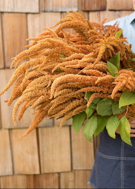 Amaranth ‘Hot Biscuits’ - Clementine Home Floral Gift