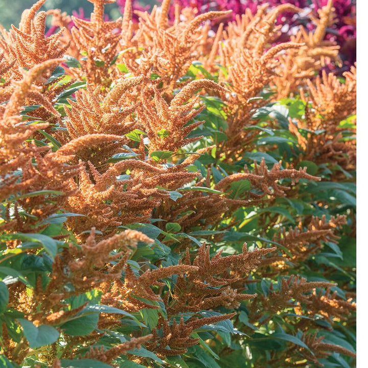Amaranth - Hot Biscuits - Clementine Home Floral Gift