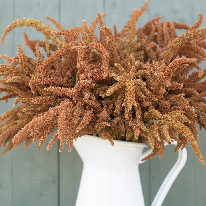 Amaranth - Hot Biscuits - Clementine Home Floral Gift