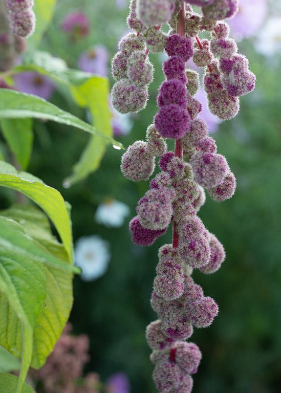 Amaranth ‘Mira’ - Clementine Home Floral Gift