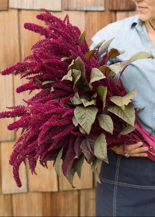 Amaranth ‘Red Spike’ - Clementine Home Floral Gift