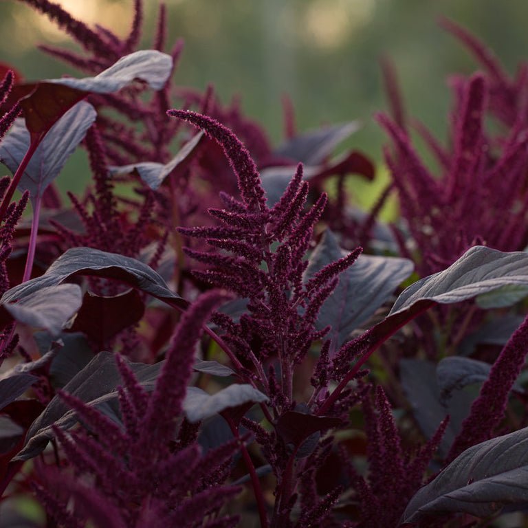 Amaranth ‘Red Spike’ - Clementine Home Floral Gift