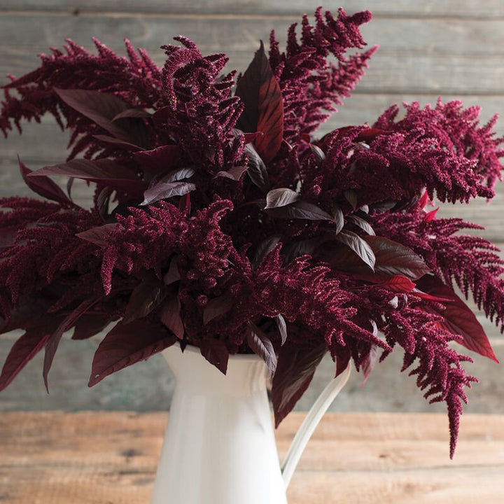 Amaranth - Red Spike - Clementine Home Floral Gift