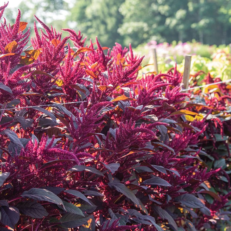 Amaranth - Red Spike - Clementine Home Floral Gift