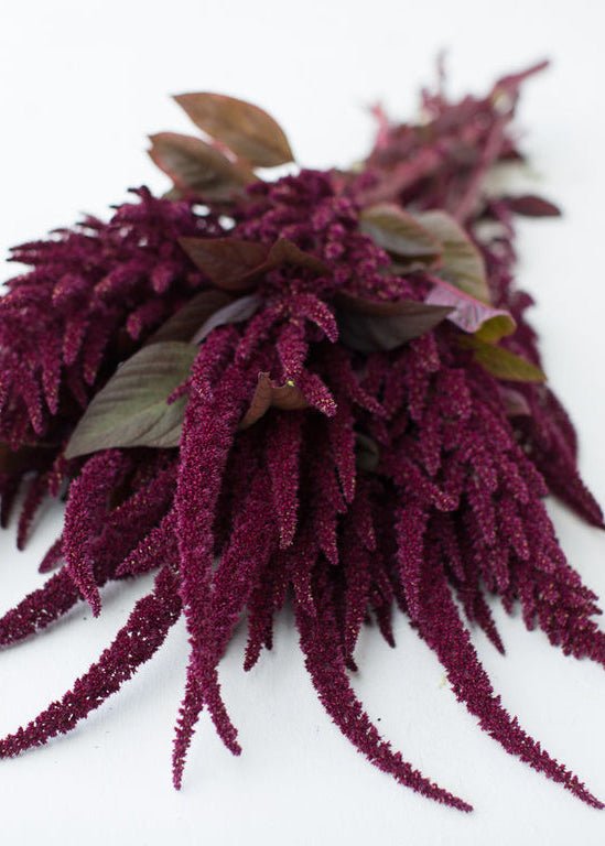 Amaranth ‘Red Spike’ - Clementine Home Floral Gift