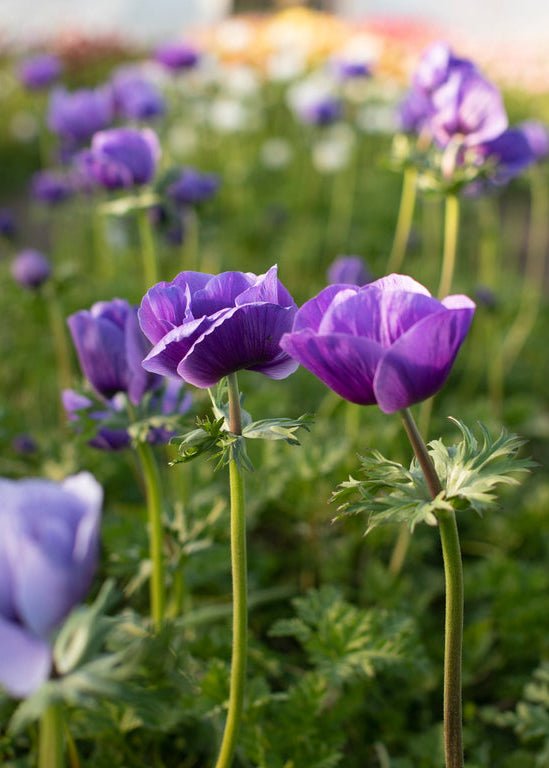 Anemone ‘Galilee Blue’ - Clementine Home Floral Gift