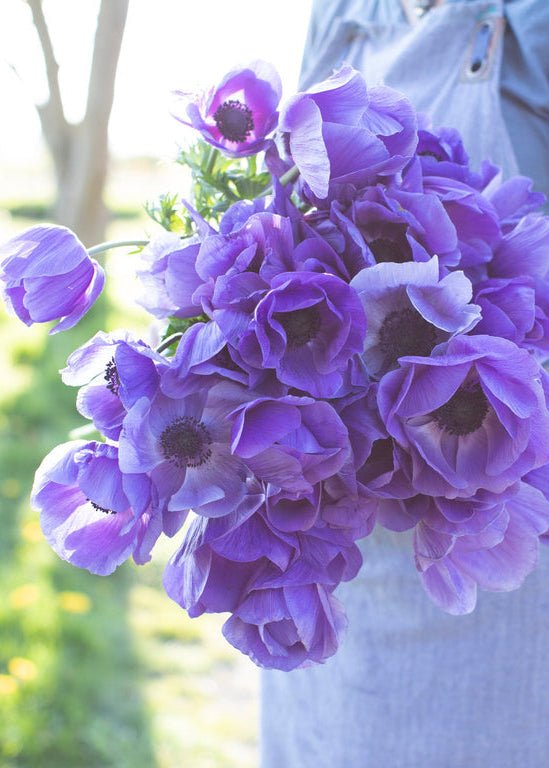 Anemone ‘Galilee Blue’ - Clementine Home Floral Gift