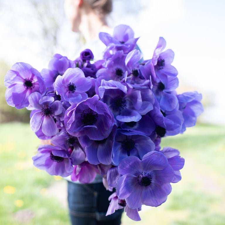 Anemone ‘Galilee Blue’ - Clementine Home Floral Gift