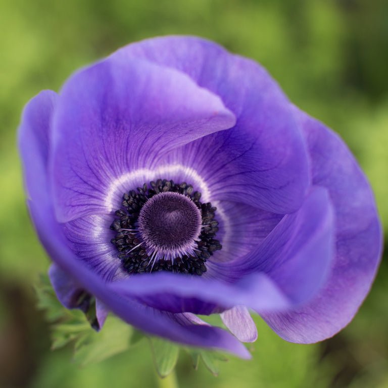 Anemone ‘Galilee Blue’ - Clementine Home Floral Gift