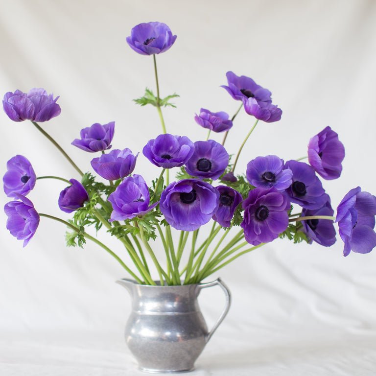 Anemone ‘Galilee Blue’ - Clementine Home Floral Gift