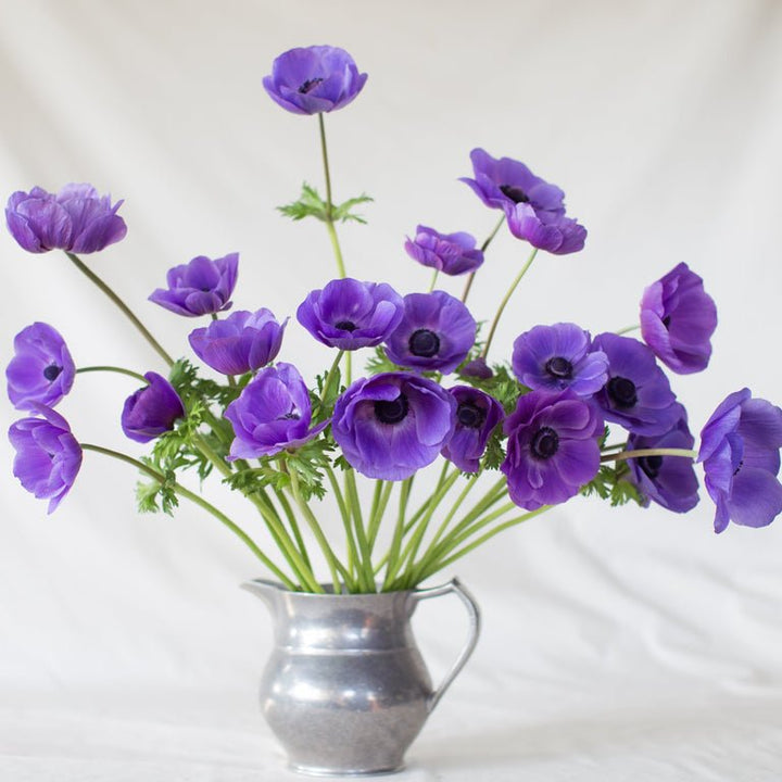 Anemone ‘Galilee Blue’ - Clementine Home Floral Gift