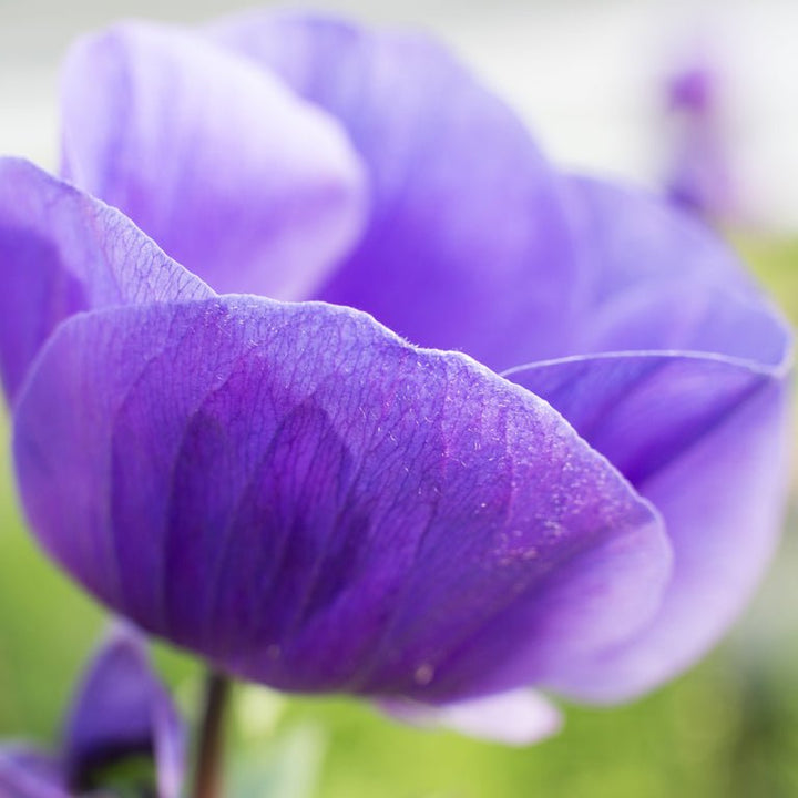 Anemone ‘Galilee Blue’ - Clementine Home Floral Gift