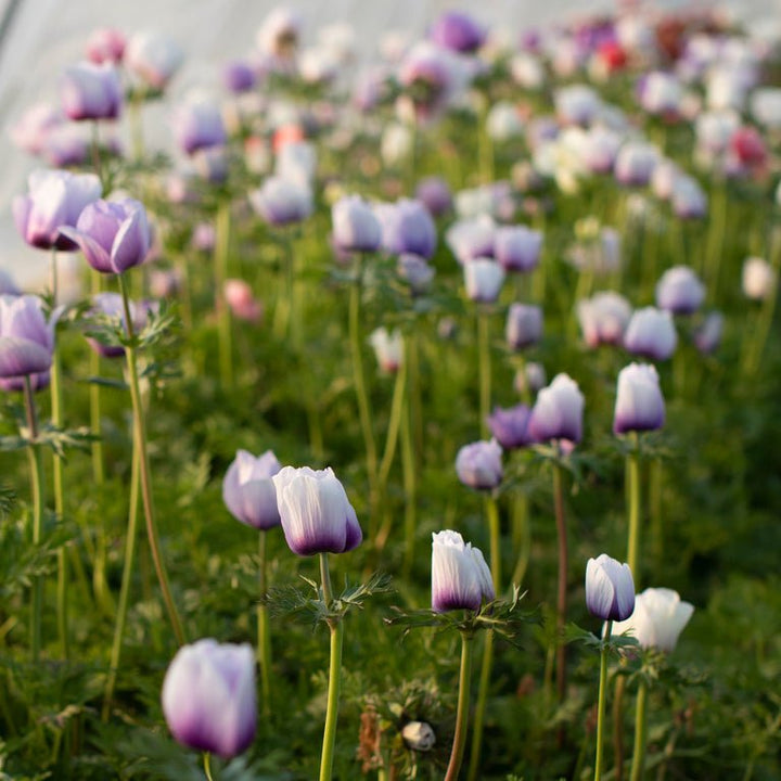 Anemone ‘Galilee Pastel Mix’ - Clementine Home Floral Gift